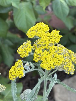 YELLOW YARROW/ ACHILLEA FLOWER PLANT
