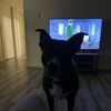 Josie