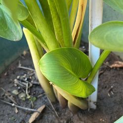 Love 💗 plants white Lily