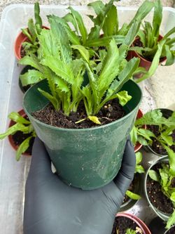 Vietnamese cilantro