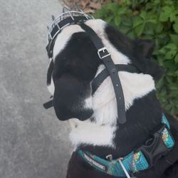 Dog Muzzle For Boxer/ Bulldog/ Rottweiler