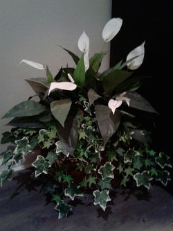 Beautiful Very Large Faux Plant $35