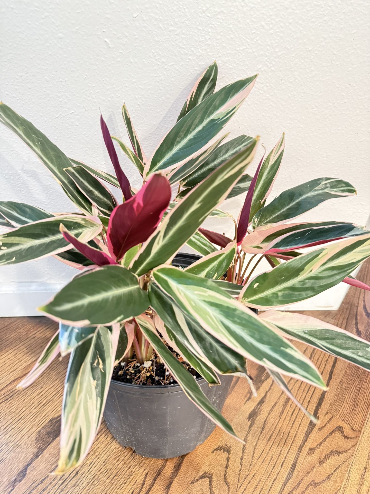 Houseplant Trio-Star Plant In 10 Inch Pot