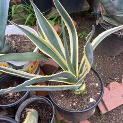 American Agave 