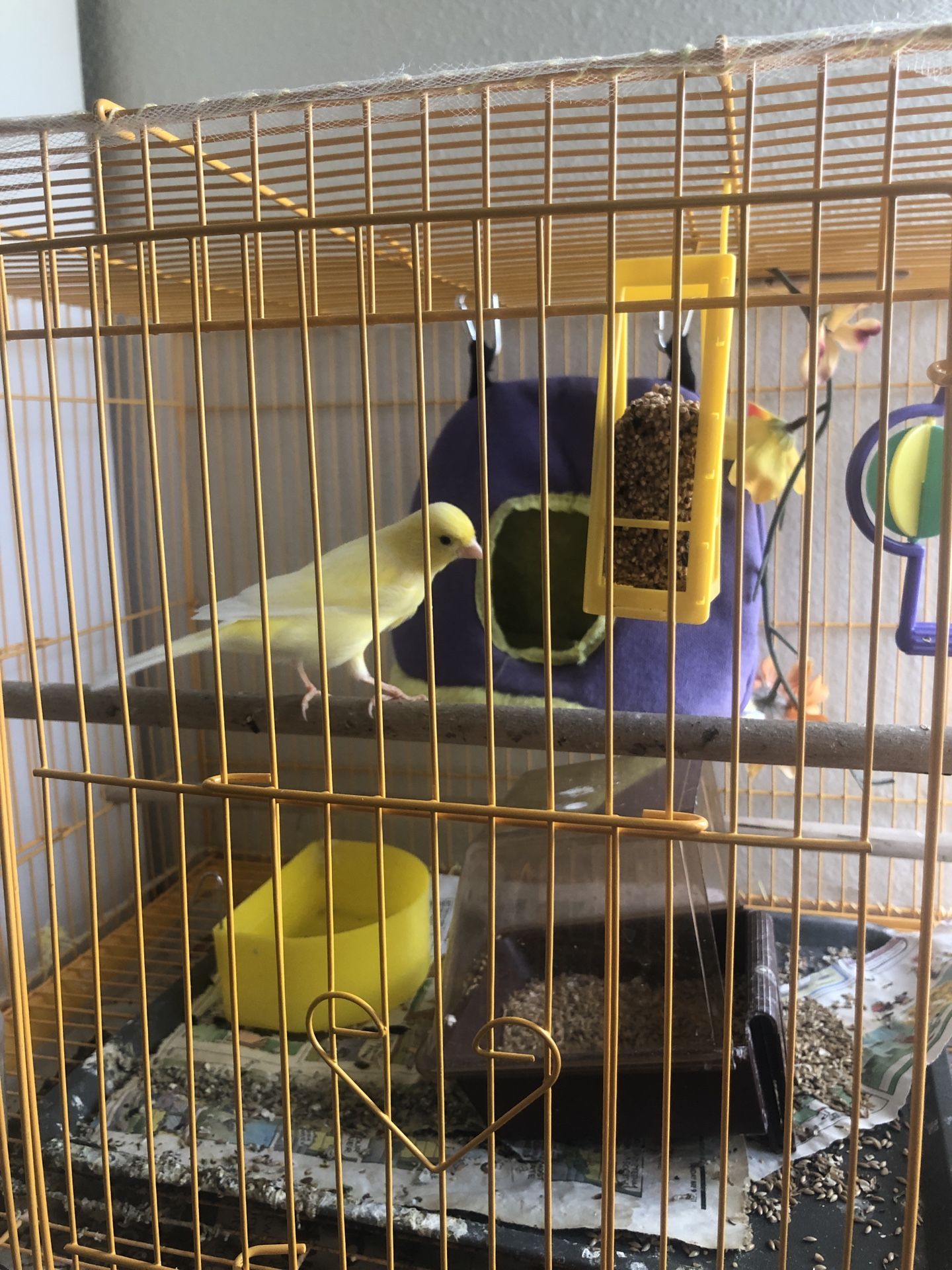 Beautiful Singing Canary