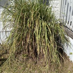 Naturally Grown Lemon Grass