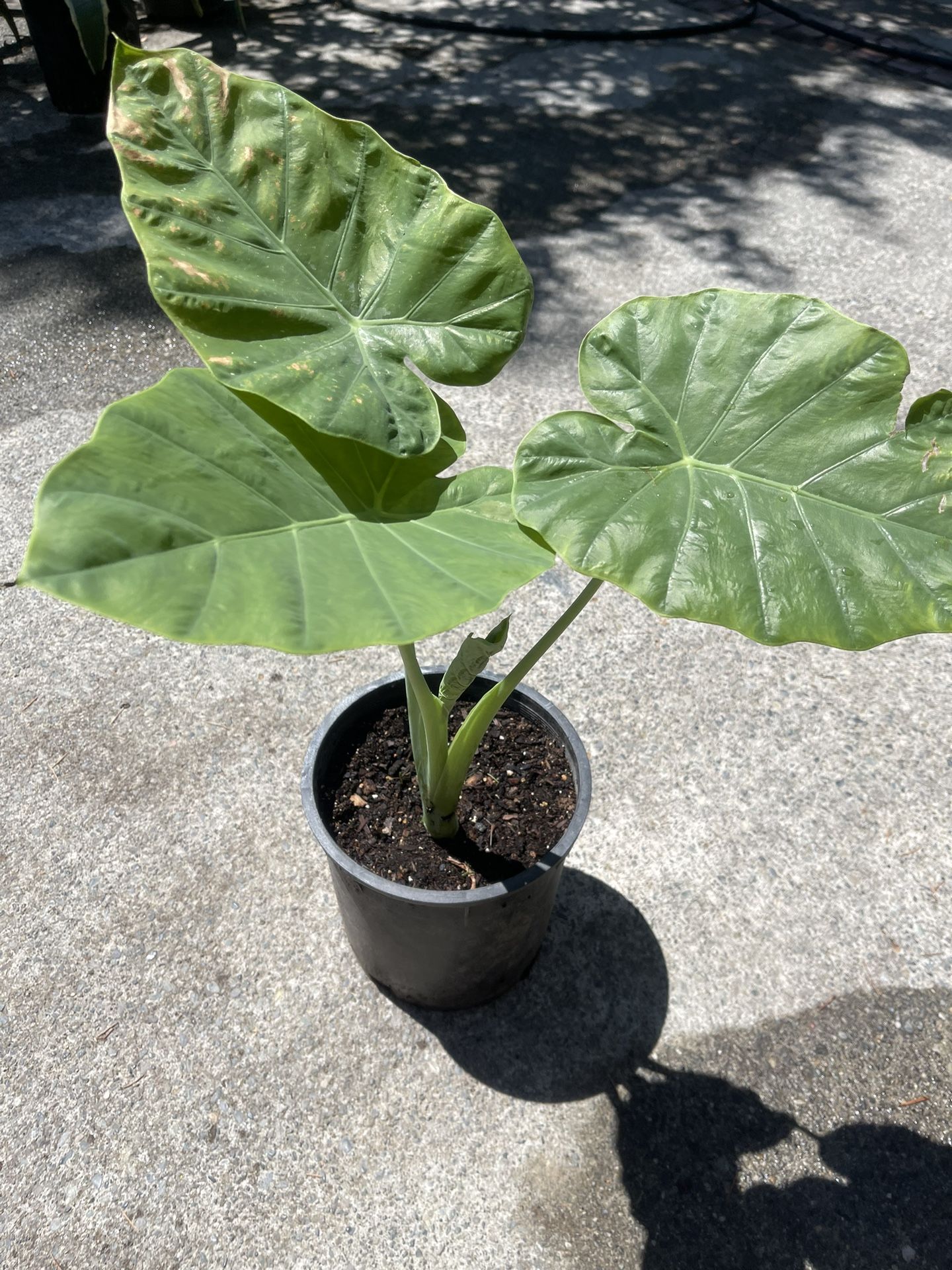 Elefant Plant $10