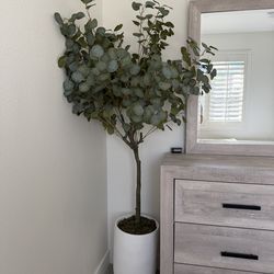 Eucalyptus plant from Sam’s Club!