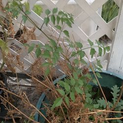 Orange Trumpet Vine/planta trompeta pequeña color anaranjado 