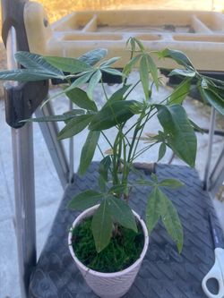 money plant in ceramic pot