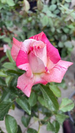 Rosales Rose Bush Plants Flowers Plantas Flores