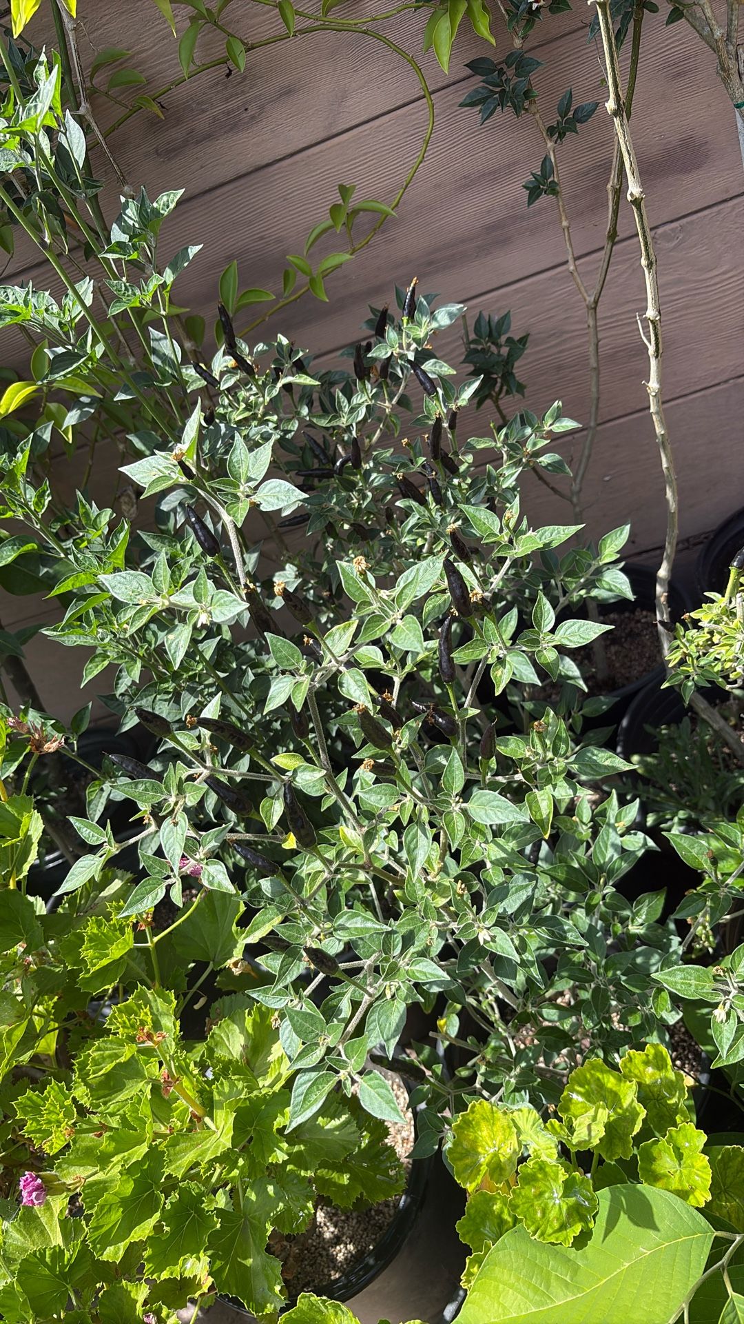 Black Cobra Pepper 5 Gallon Pots
