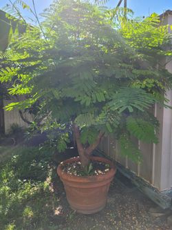 Arbol de flamboyan