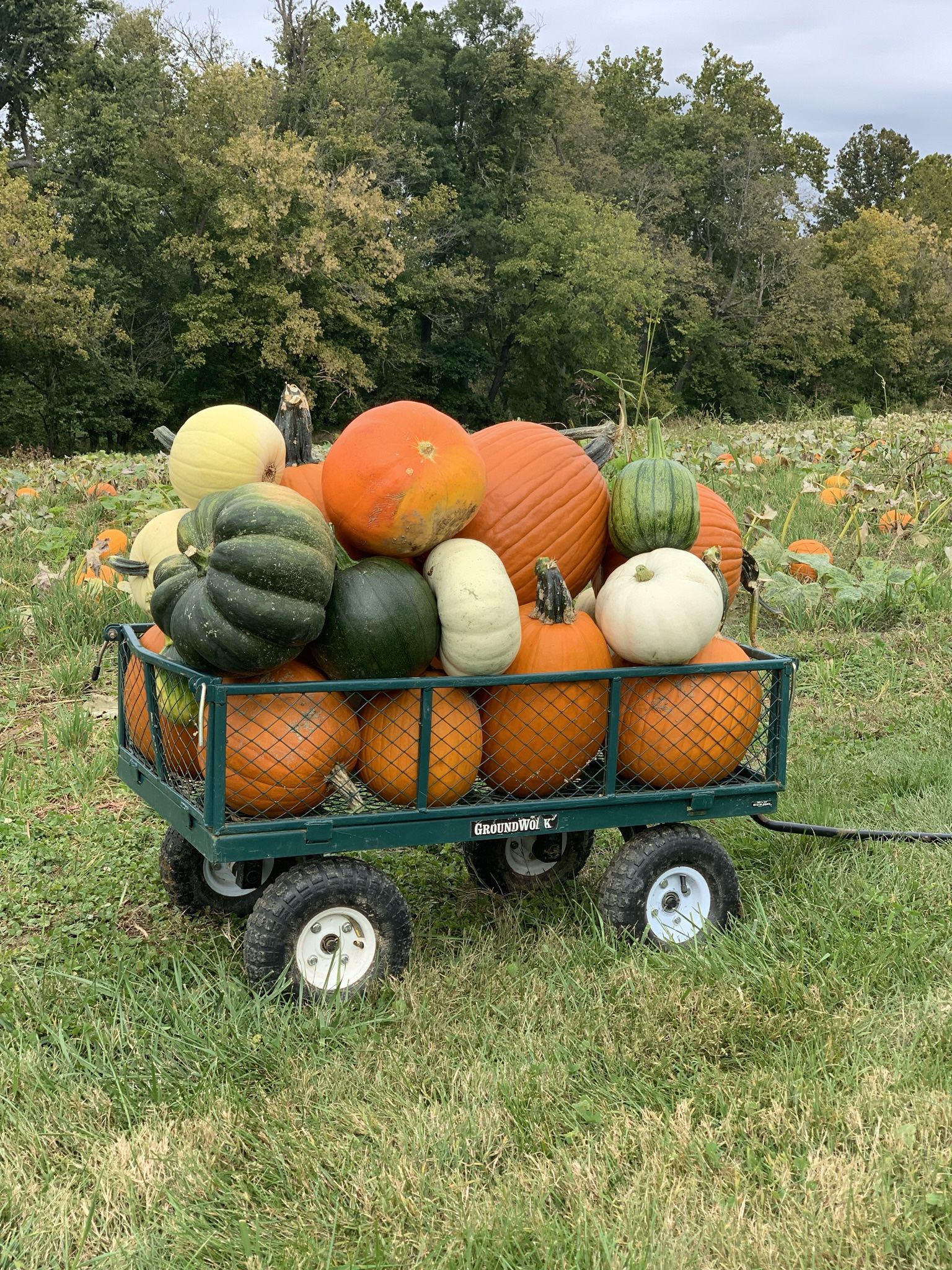 Free Pumpkins 