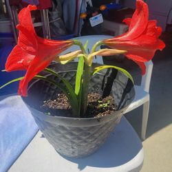 A Beautiful Plant $12 