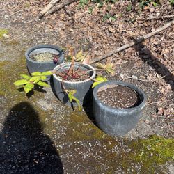 Set Of 3 Back Ceramic Plant Pots