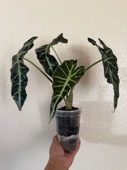 Alocasia Polly Mama plant