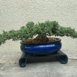 Bonsai Plants For Sale $50 Each