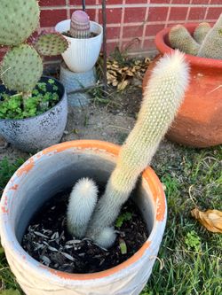 Tall Hairy Cactus