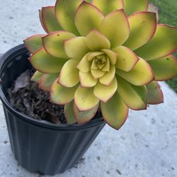 Succulents for sale