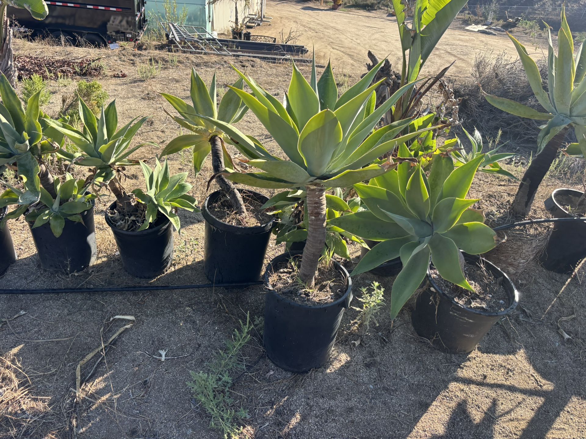 Fox Tail Agave 15 Gal Elephant Plants 15 Gal