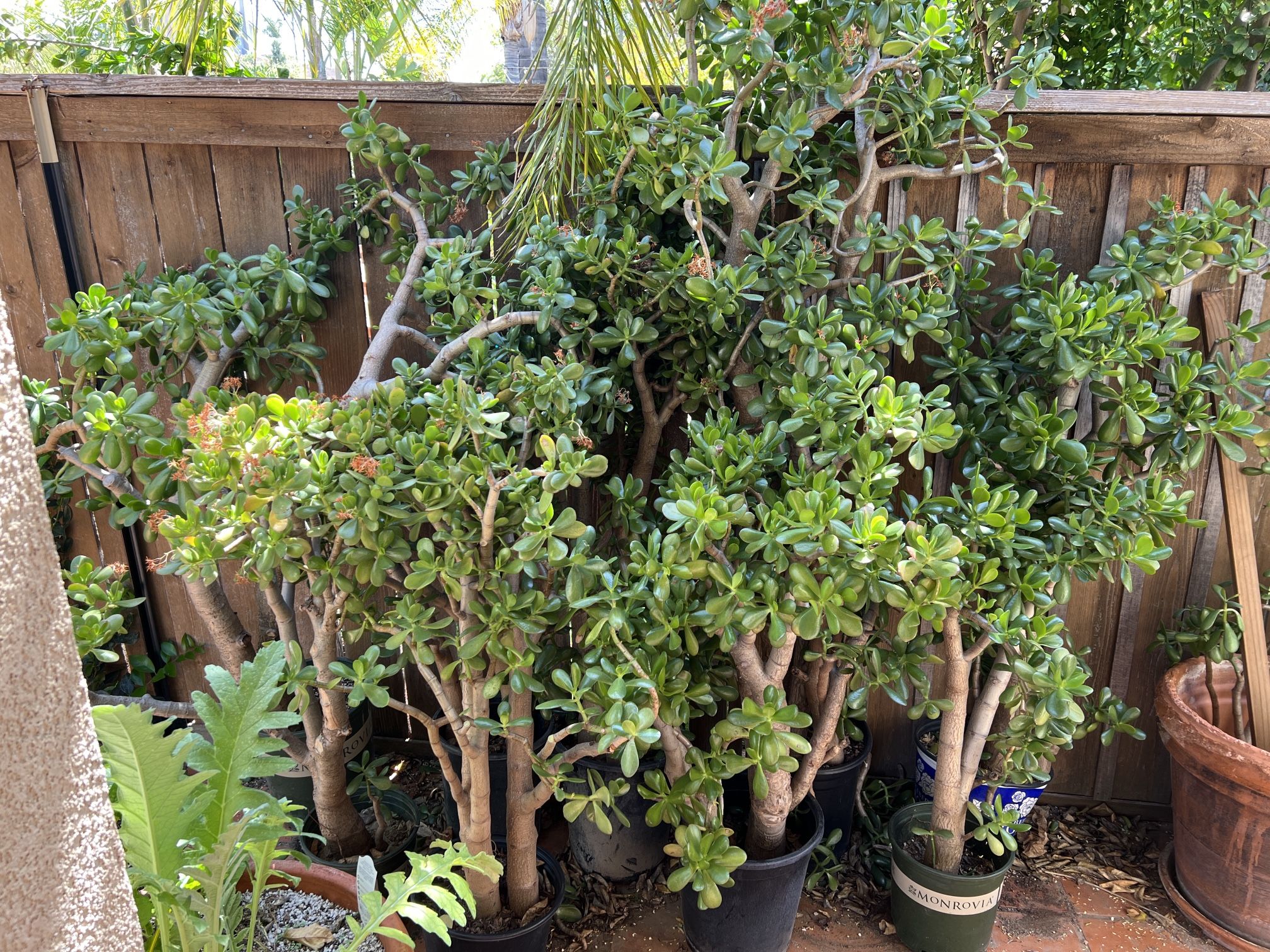FREE Huge Jade & Agave Plants, Drought Tolerant Succulents Plant