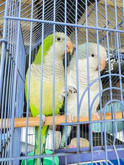 Quaker parrot