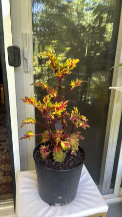 Amazing plant