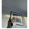 Aldo