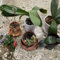 FREE Indoor Plants