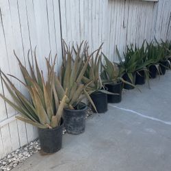 Large Aloe Plants