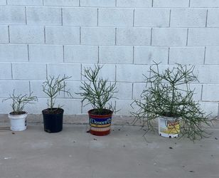 Very Healthy Euphorbia tirucalli Pencil Cactus Plants different sizes, $19 to $49