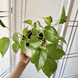 Beautiful Pothos Plant With Boho Wicker Pot Included 