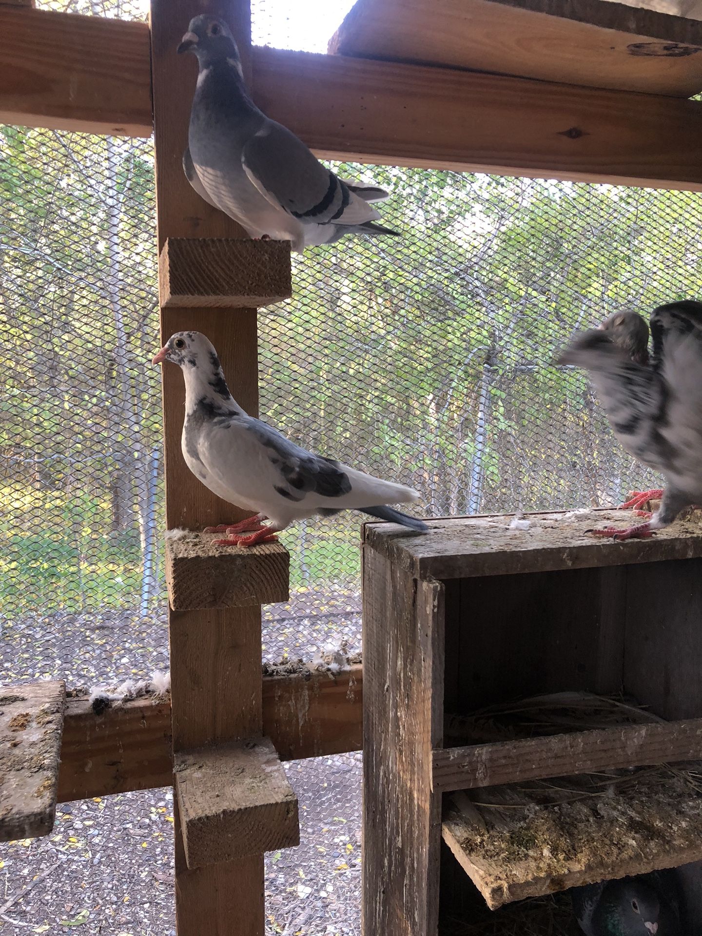 Homing Pigeons