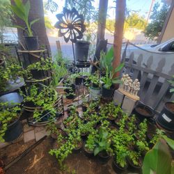 Lantana And Elephant Plant