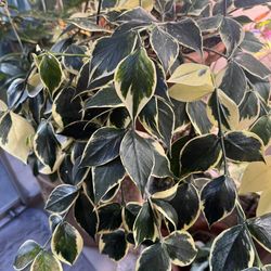 Hoya Polyneura Variegata