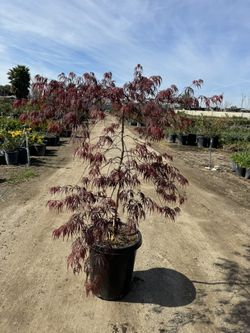 Crimson Queen Dwarf Japanese Maple Tree