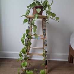 Neon Pothos (Medium)