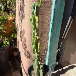 Cactus Plant 5 Gallon Pot 3ft