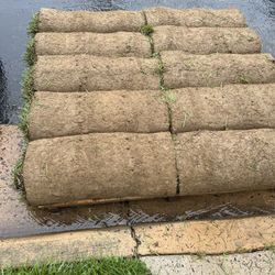 tall fescue 