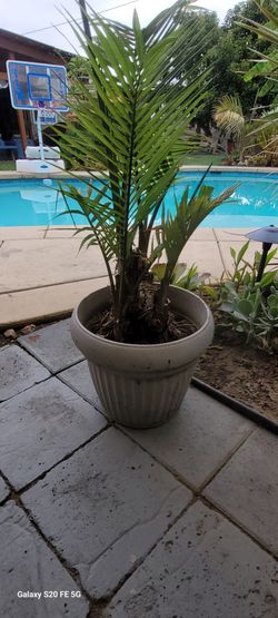 Palm tree
