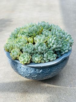 Succulents plants （Hoya verticillata）