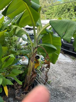 planta de banano dulce