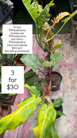 Plants Sale🌿Bundle $30 all 3