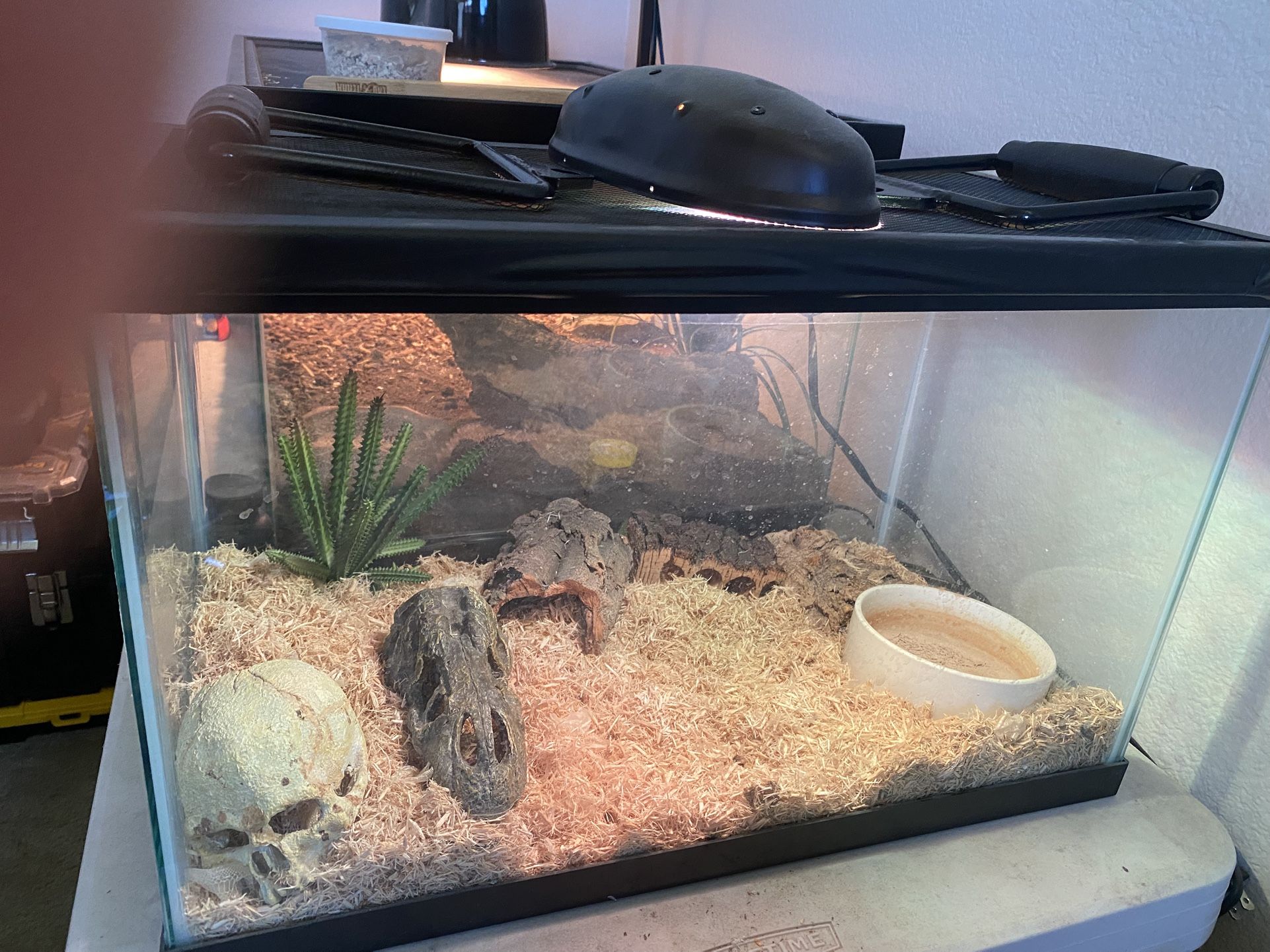 2 Snake Set Ups