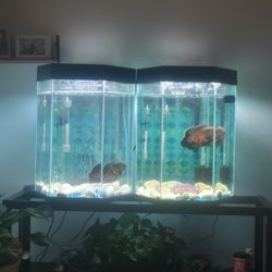 Fish Tank 