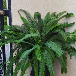 Large Lush Fern Plant