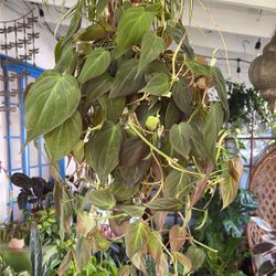 Philodendron Micans Tropical Houseplant 
