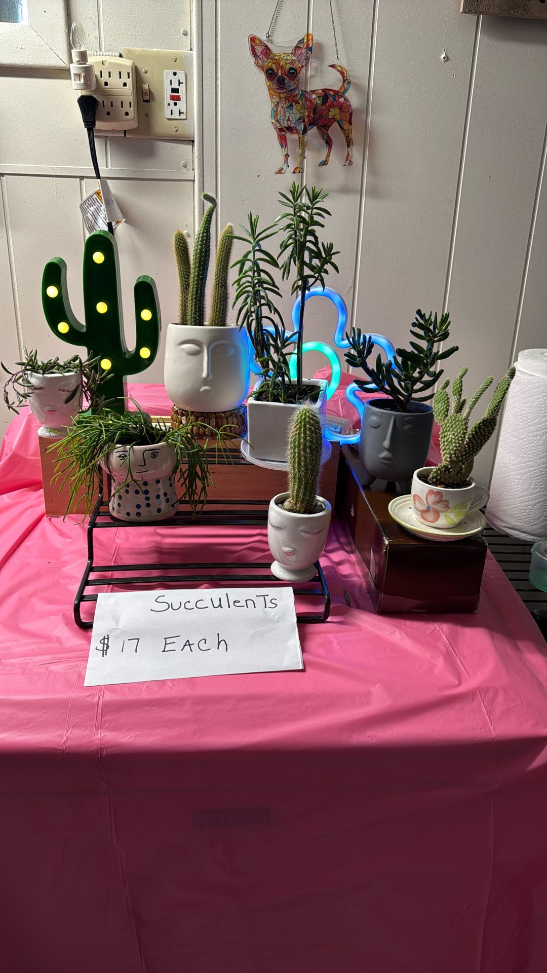 All healthy succulents for sale