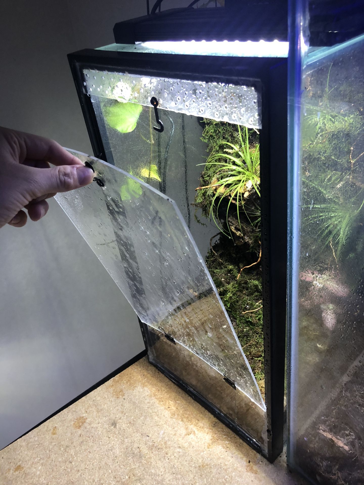 12x10x20 Custom Background Bioactice Terrarium Planted Airplant With Door
